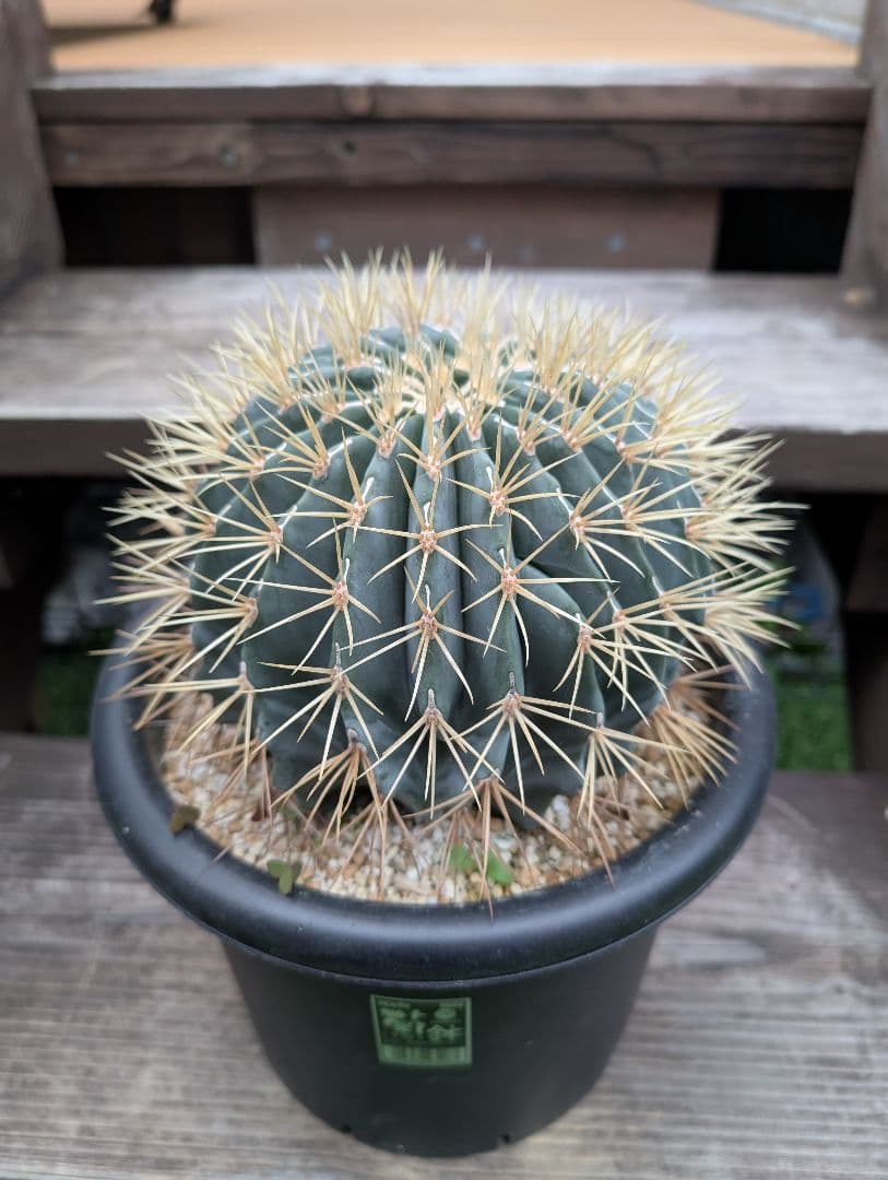 フェロカクタス王冠竜モンスト　激レア　希少 サボテン　綴化