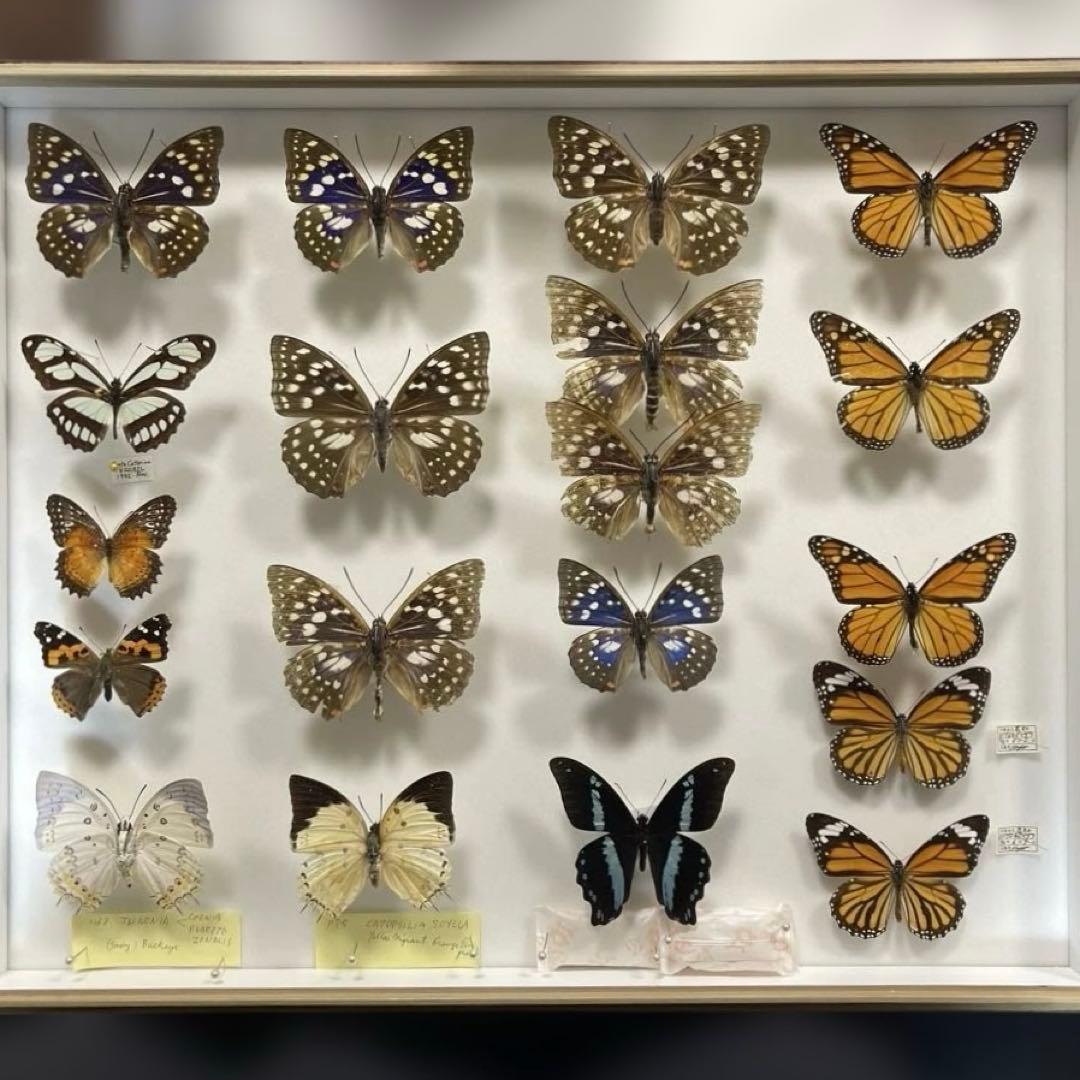 蝶標本各種　ドイツ箱入り