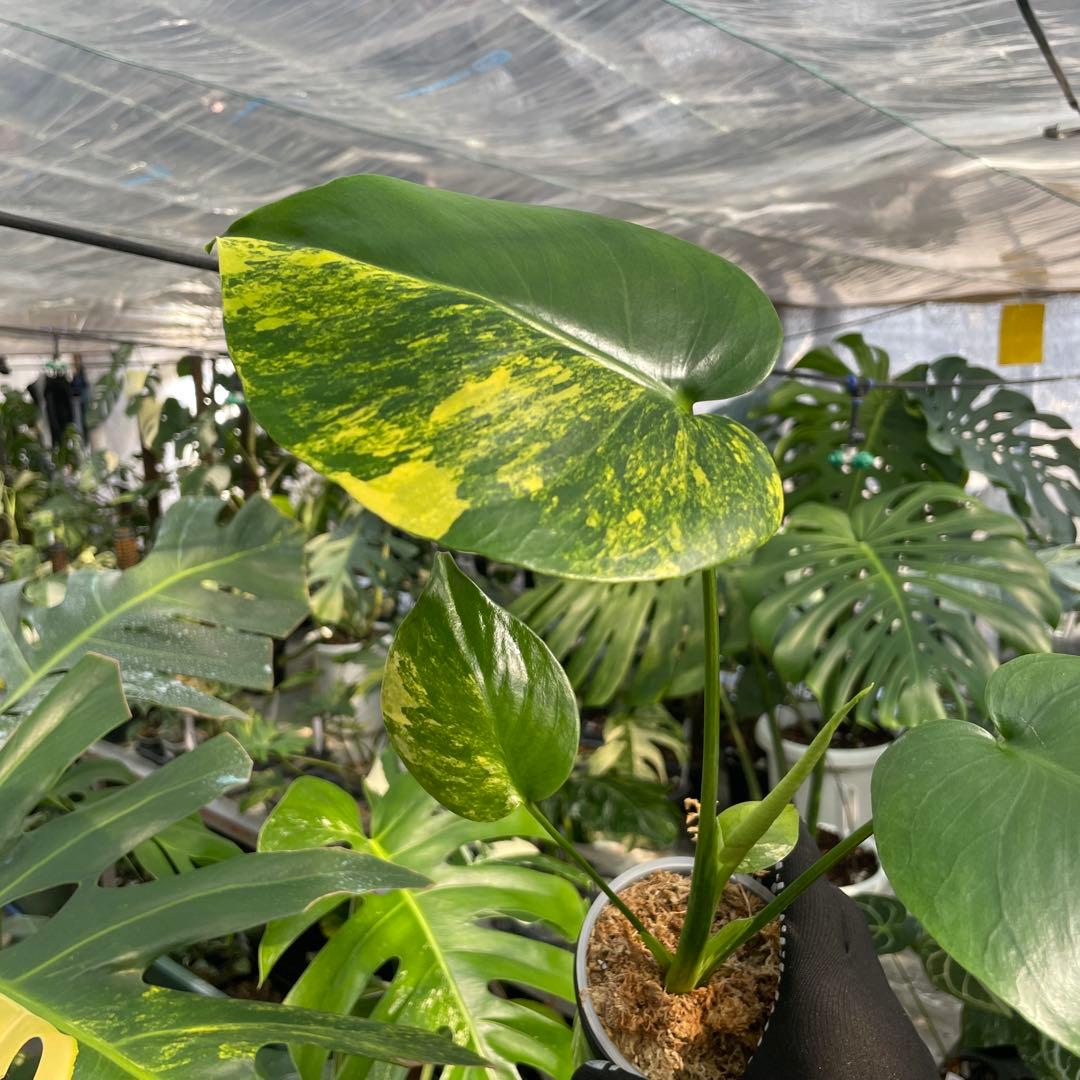 MS17 モンステラ　イエローマリリン　黄斑入り