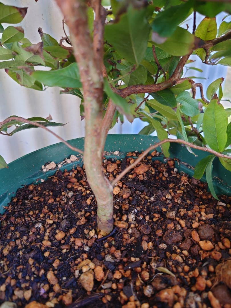 ジャボチカバ【大葉 四季成り性】 6年生 実生 ポット苗 熱帯果樹 観葉植物