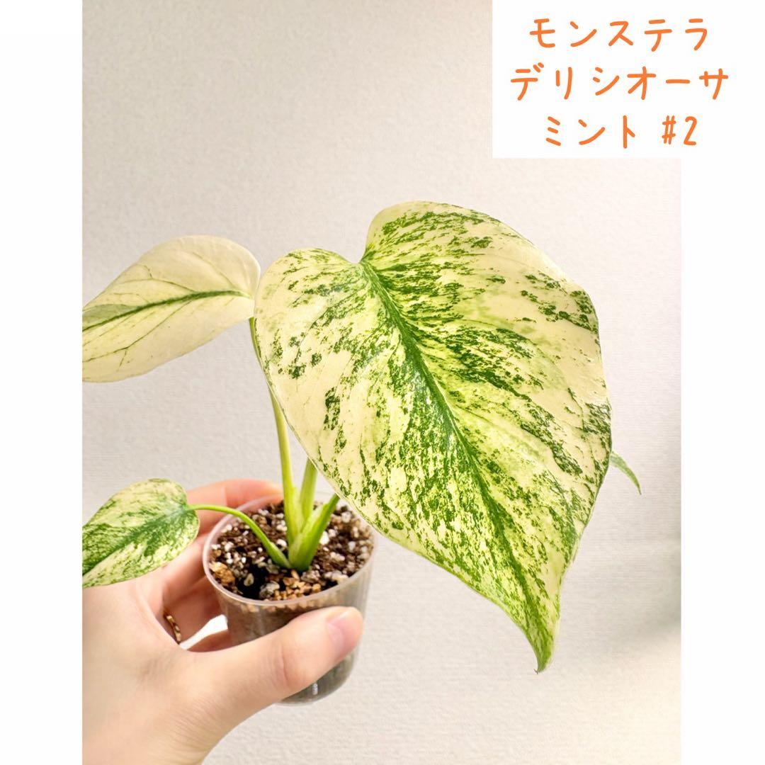 【レア】モンステラ デリシオーサ ミント #2