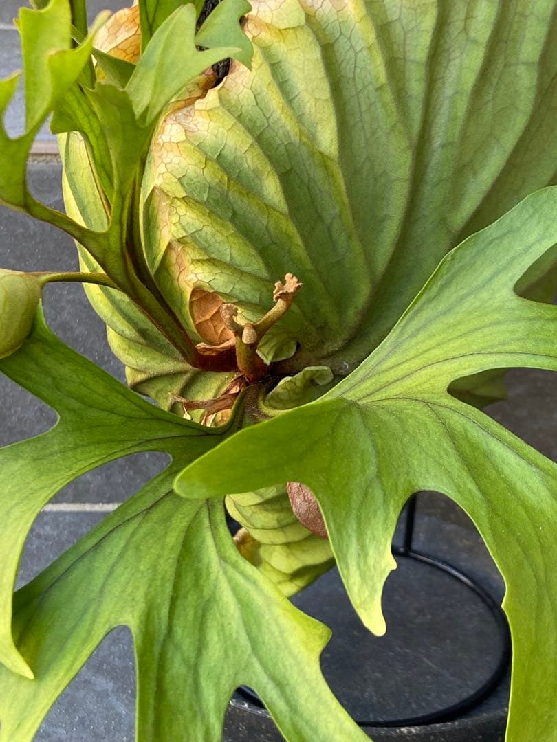 ビカクシダ　リドレイ、コルク付け