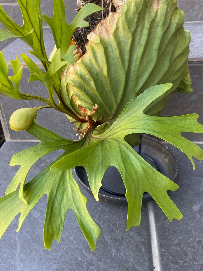 ビカクシダ　リドレイ、コルク付け