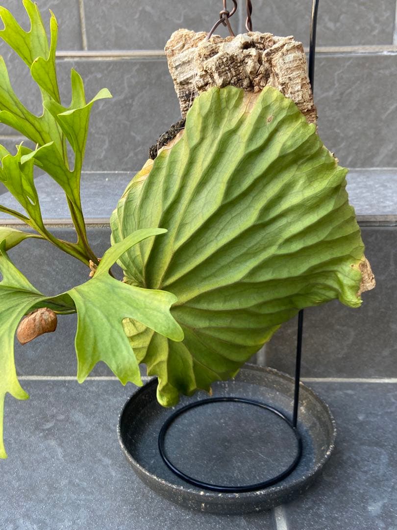 ビカクシダ　リドレイ、コルク付け