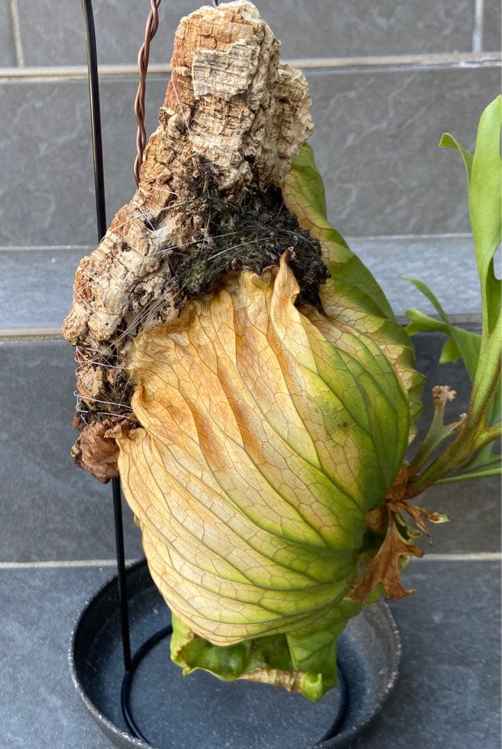 ビカクシダ　リドレイ、コルク付け