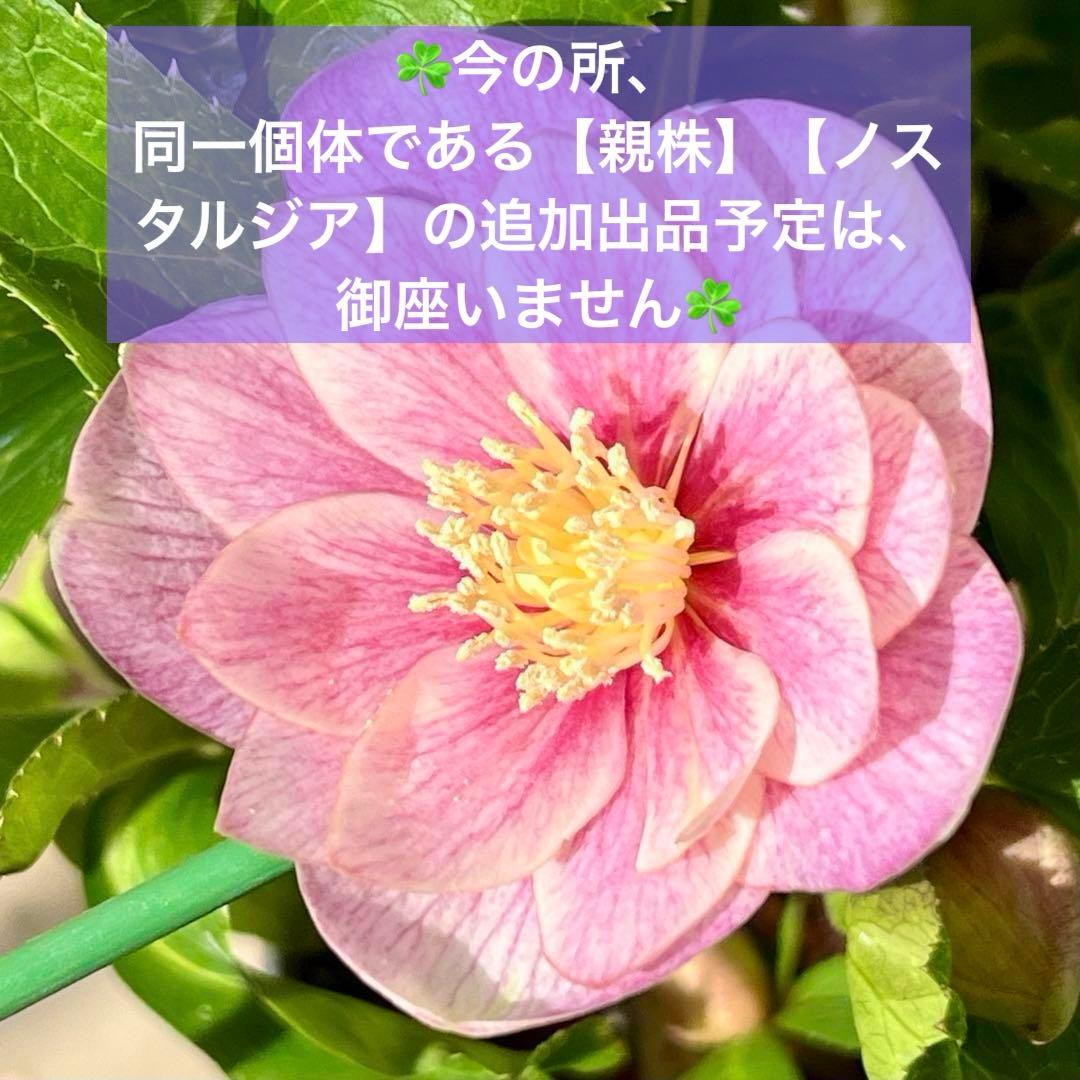 ば*な様 3041⭐️超希少⭐️ 【親株】【ノスタルジア】クリスマスローズ