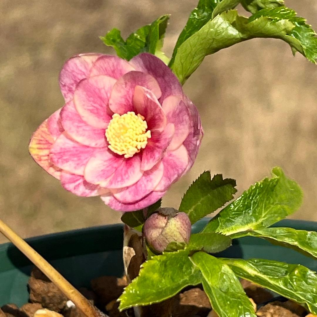 ば*な様 3041⭐️超希少⭐️ 【親株】【ノスタルジア】クリスマスローズ