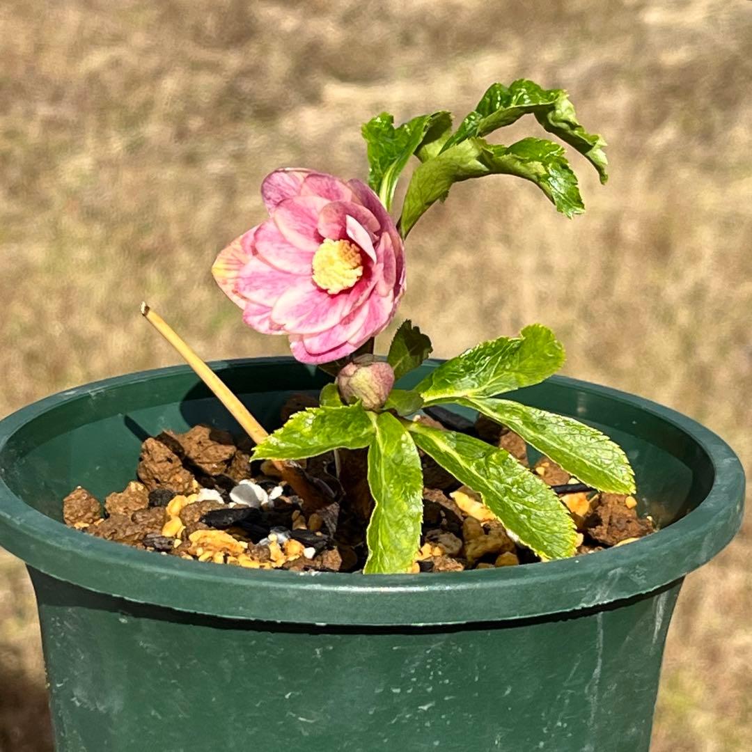 ば*な様 3041⭐️超希少⭐️ 【親株】【ノスタルジア】クリスマスローズ