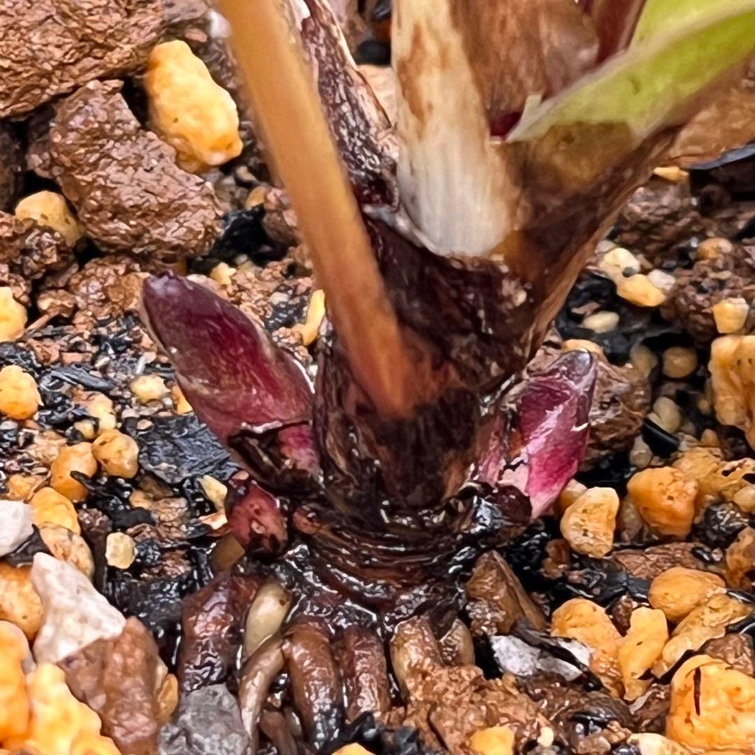 ば*な様 3041⭐️超希少⭐️ 【親株】【ノスタルジア】クリスマスローズ