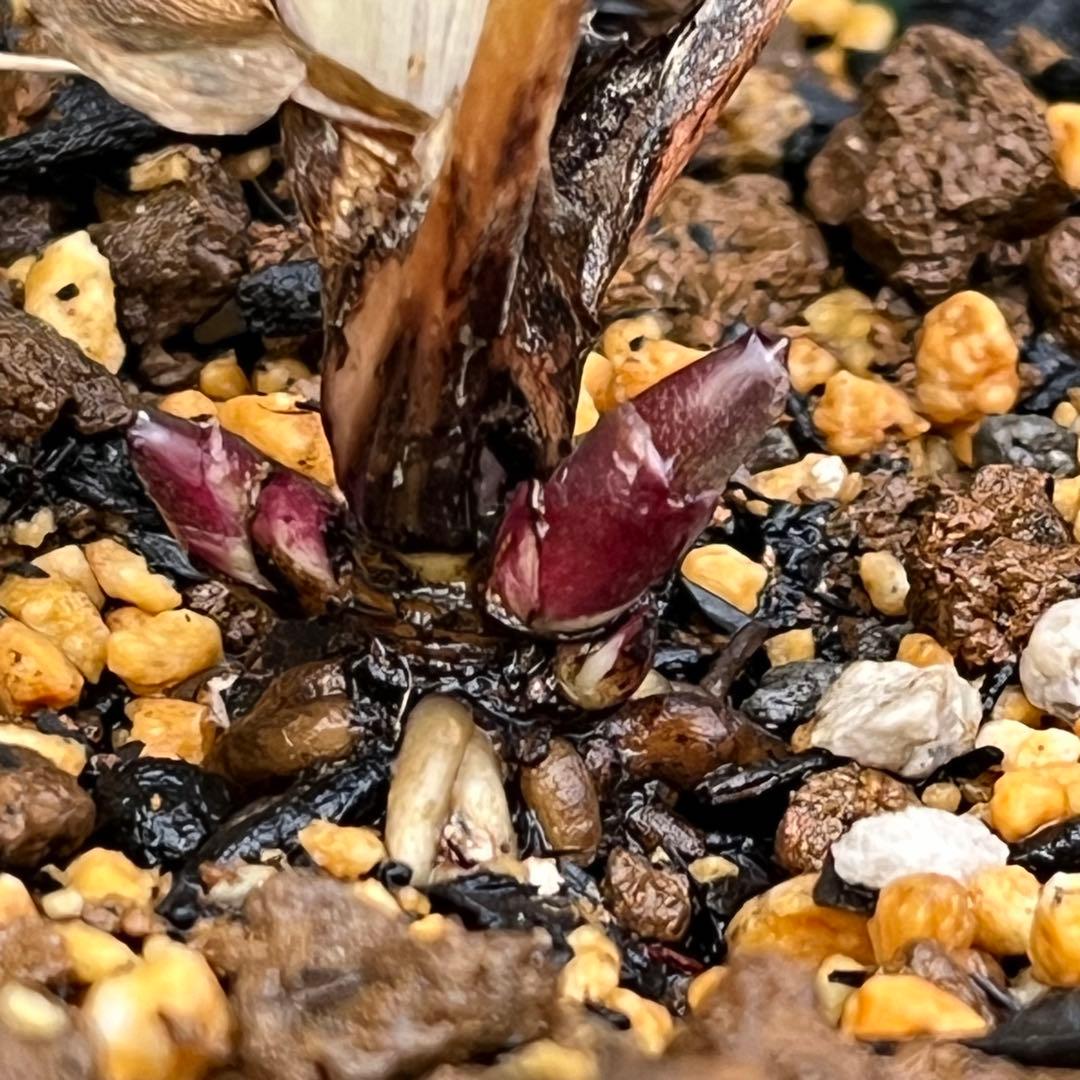 ば*な様 3041⭐️超希少⭐️ 【親株】【ノスタルジア】クリスマスローズ