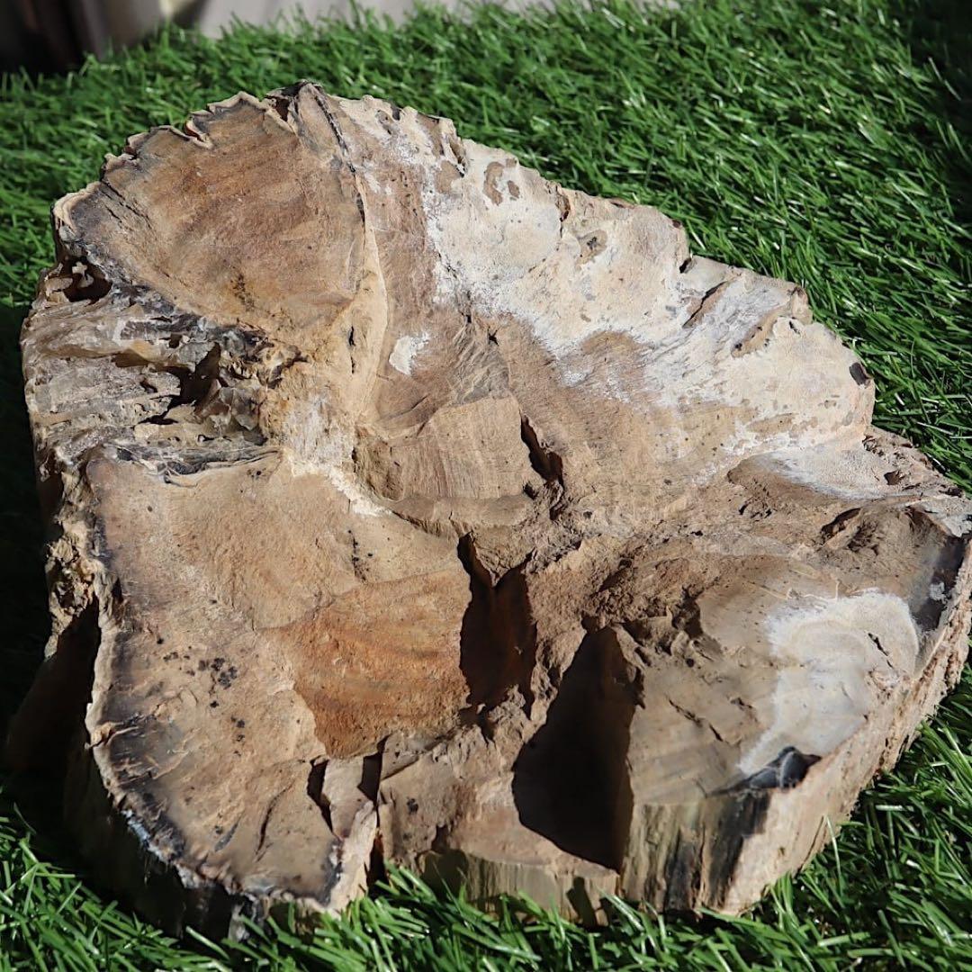 特特特大！珪化木 ペトリファイドウッド 1433g PFW029　 原石 天然石