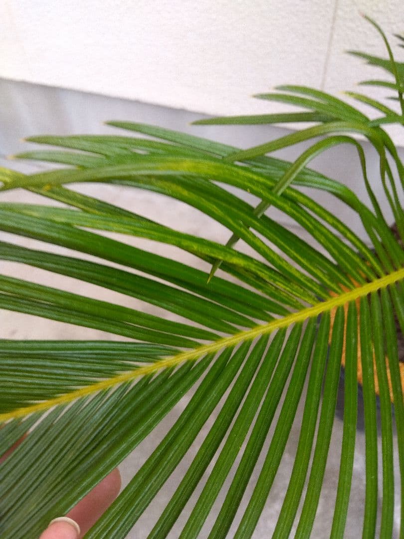 ソテツ　斑入り　12号鉢つき　特大株❗　⑩