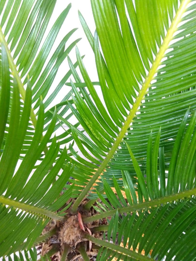 ソテツ　斑入り　12号鉢つき　特大株❗　⑩