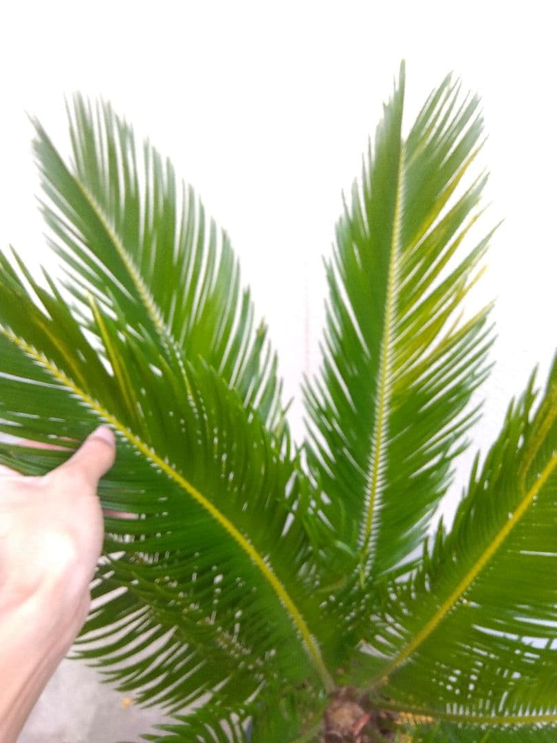 ソテツ　斑入り　12号鉢つき　特大株❗　⑩