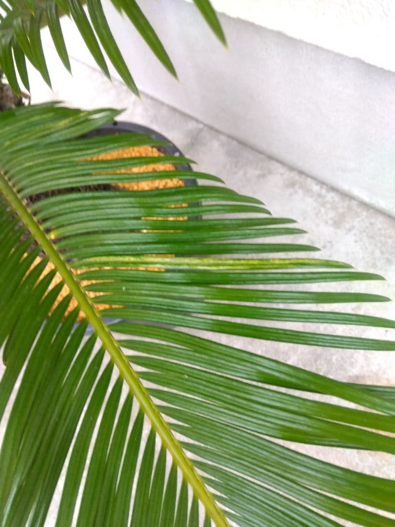 ソテツ　斑入り　12号鉢つき　特大株❗　⑩