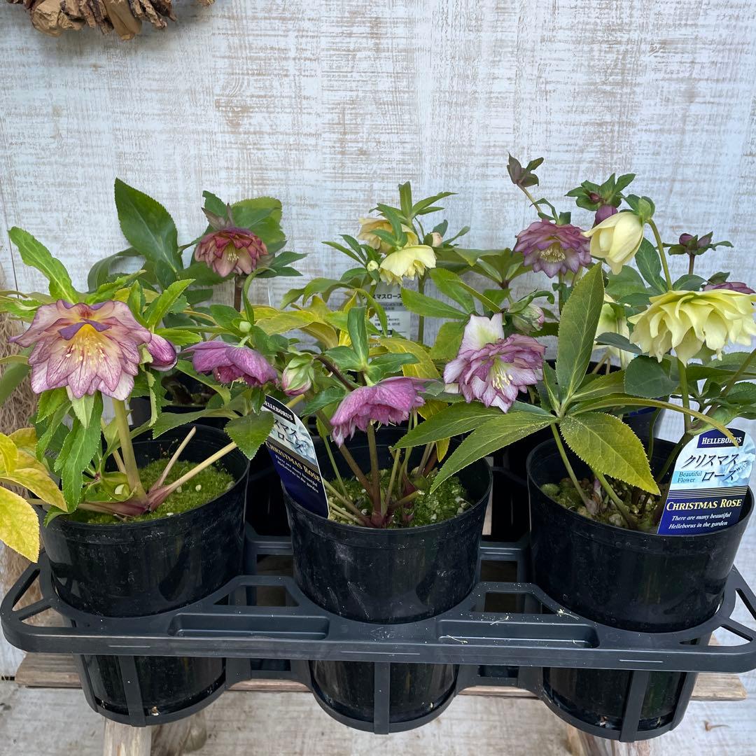 大特価！6鉢価格！クリスマスローズ　苗　苗木　宿根草　6号鉢　八重咲き　花付き