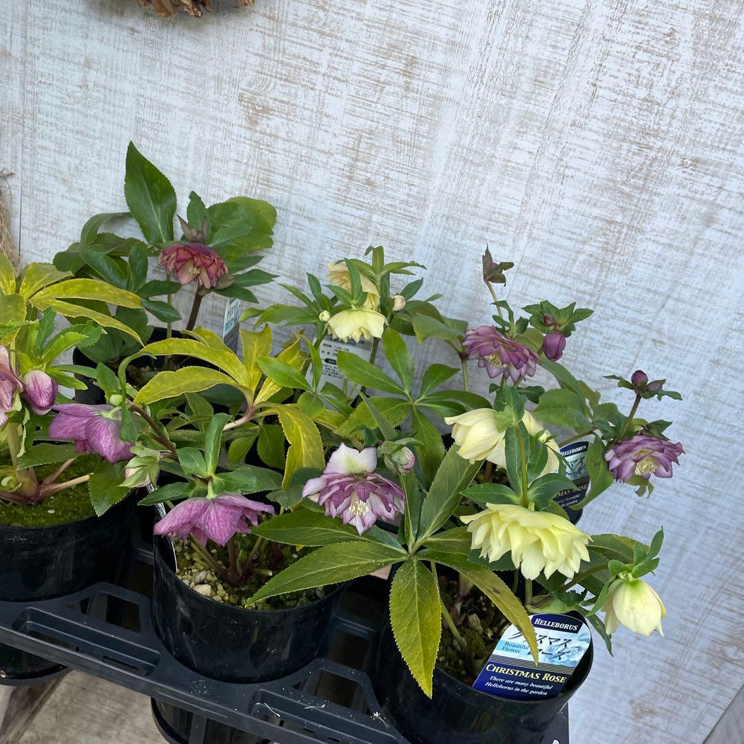 大特価！6鉢価格！クリスマスローズ　苗　苗木　宿根草　6号鉢　八重咲き　花付き