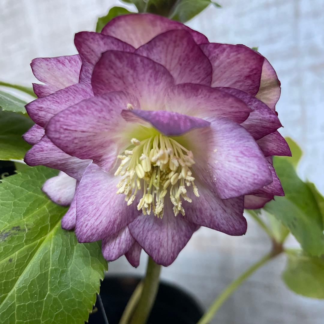 大特価！6鉢価格！クリスマスローズ　苗　苗木　宿根草　6号鉢　八重咲き　花付き