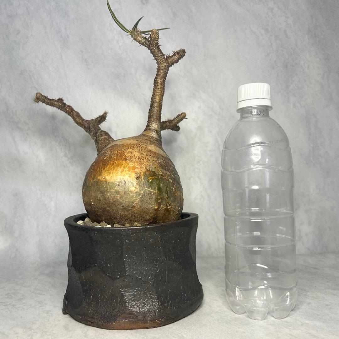 パキポディウム グラキリス 4.5号鉢入り(信楽焼) 現地球 塊根植物