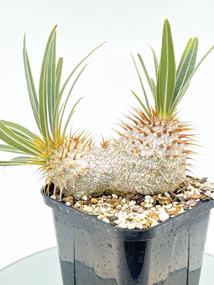 【Linkさま専用】ダブルヘッド 実生 2年3か月 パキポディウム グラキリス