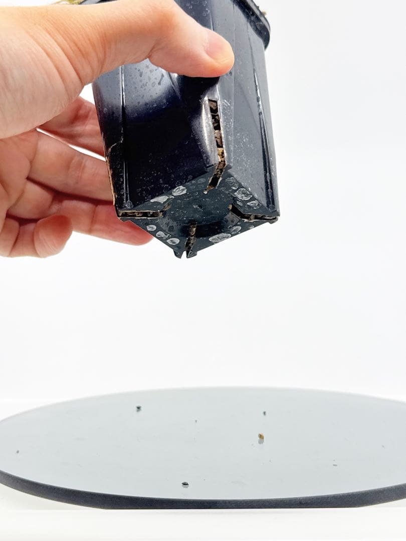 【Linkさま専用】ダブルヘッド 実生 2年3か月 パキポディウム グラキリス