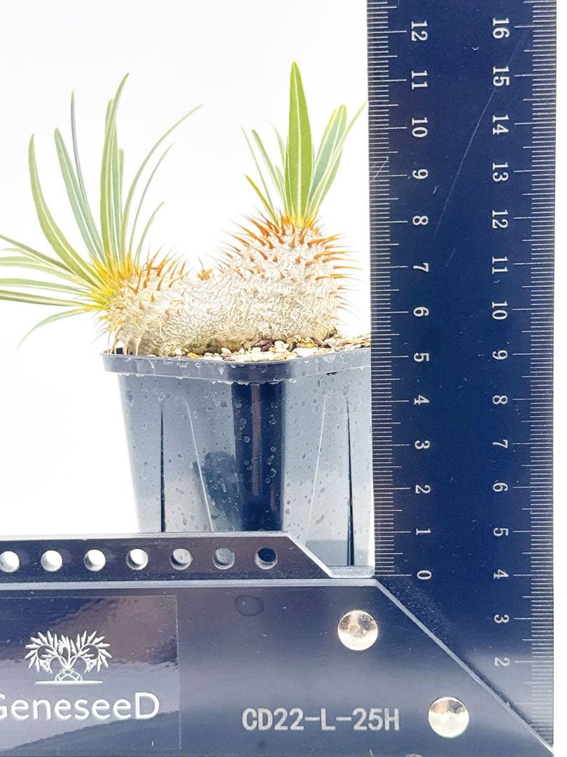 【Linkさま専用】ダブルヘッド 実生 2年3か月 パキポディウム グラキリス