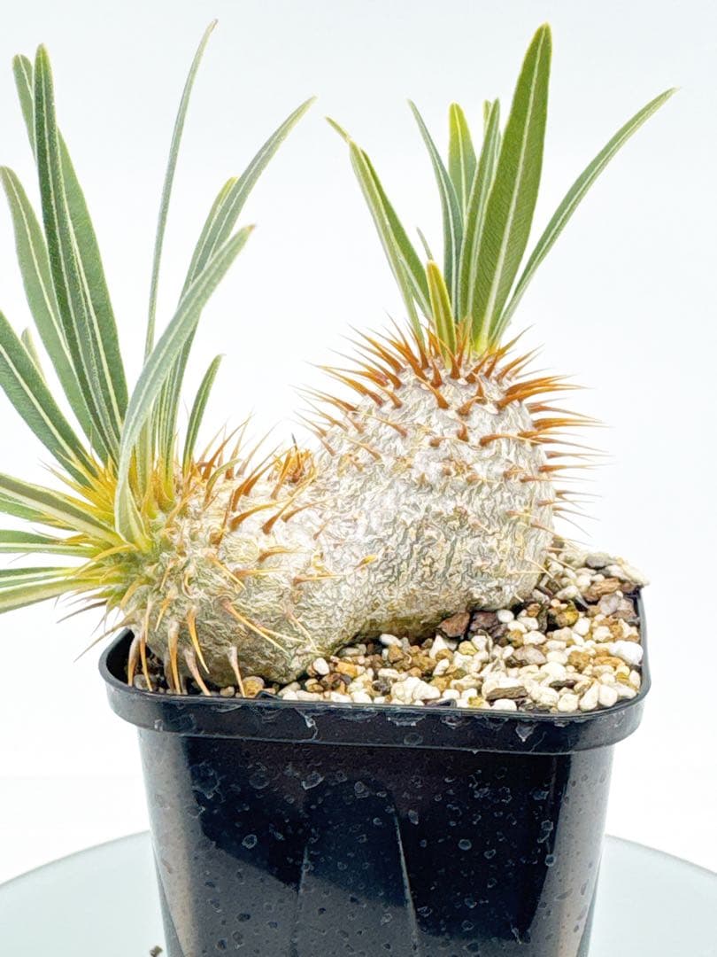 【Linkさま専用】ダブルヘッド 実生 2年3か月 パキポディウム グラキリス