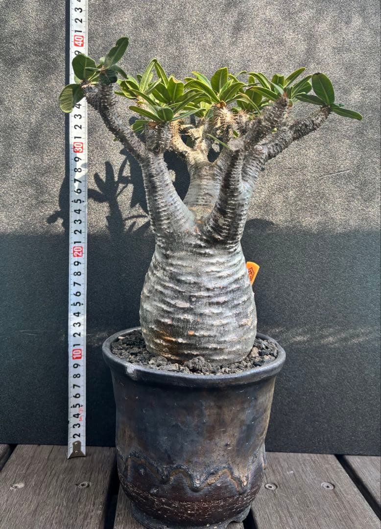 グラキリス現地球(発根済み・信楽焼の鉢付き)