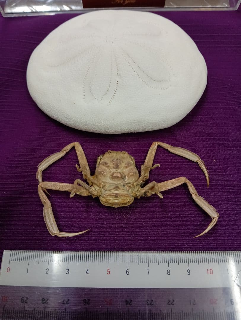四国太平洋高知県産稀少平家蟹（蜘蛛蟹）サムライ蟹＆タコノマクラリアル標本セット