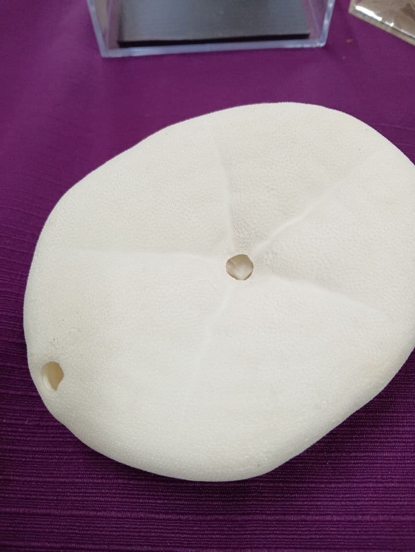 四国太平洋高知県産稀少平家蟹（蜘蛛蟹）サムライ蟹＆タコノマクラリアル標本セット