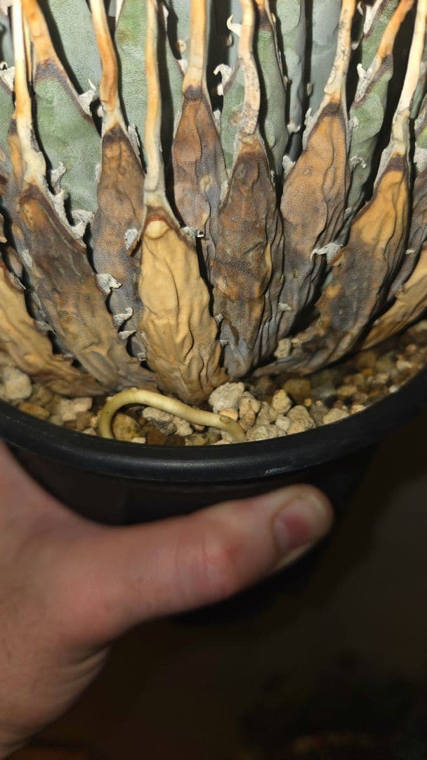 ユタエンシスエボリスピナ　発根済み