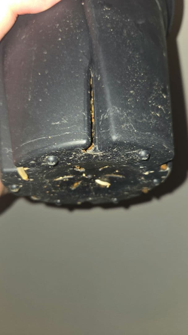 ユタエンシスエボリスピナ　発根済み