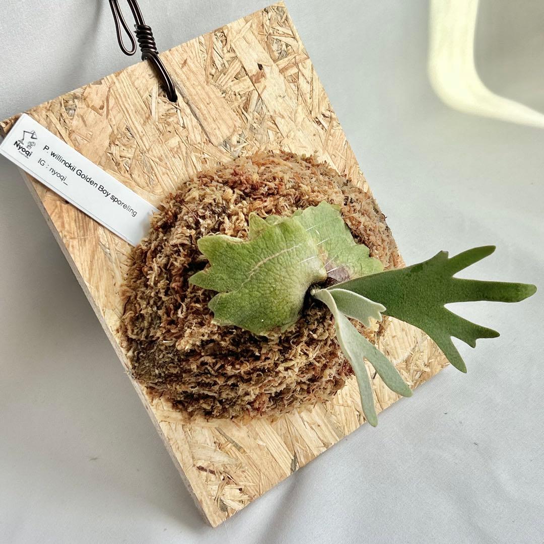 P. wilinckii Golden Boy spore【61】