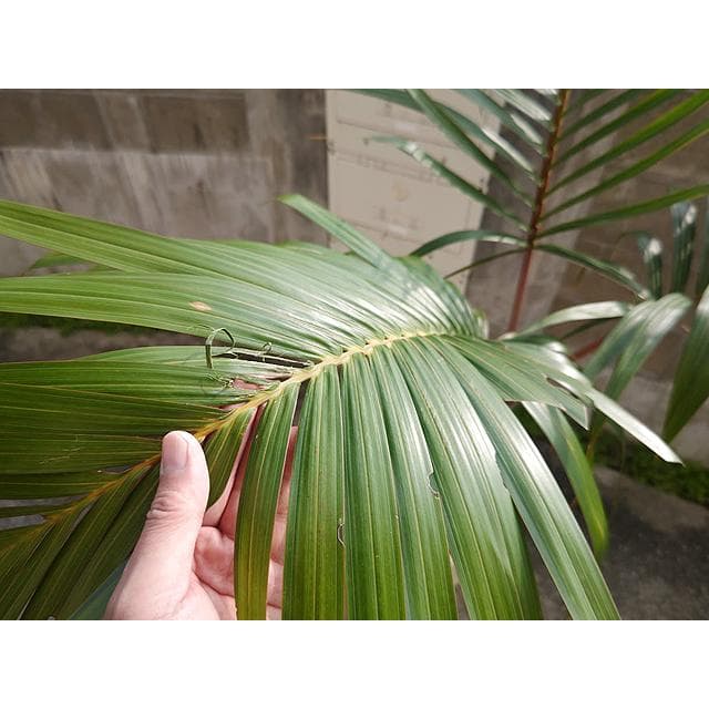 【送料込】沖縄産トックリヤシ（２４）┃人気沸騰中の徳利椰子でインテリアを楽しもう