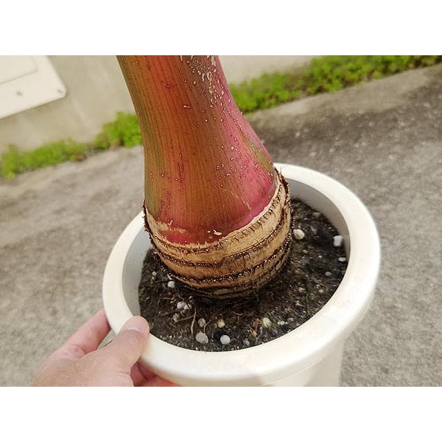 【送料込】沖縄産トックリヤシ（２４）┃人気沸騰中の徳利椰子でインテリアを楽しもう