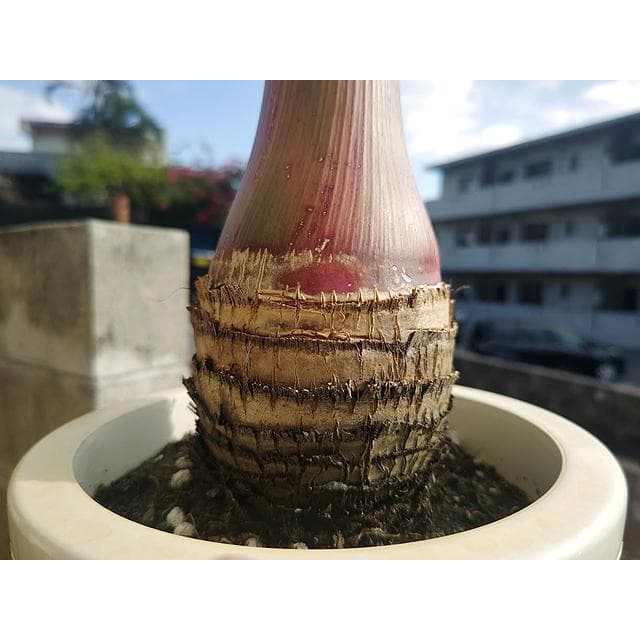 【送料込】沖縄産トックリヤシ（２４）┃人気沸騰中の徳利椰子でインテリアを楽しもう