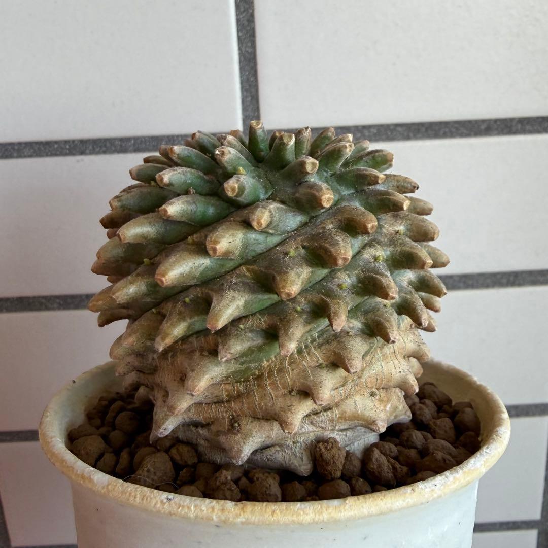 ユーフォルビア ホリダ×鉄甲丸 ホリダ鉄甲 ホリ鉄