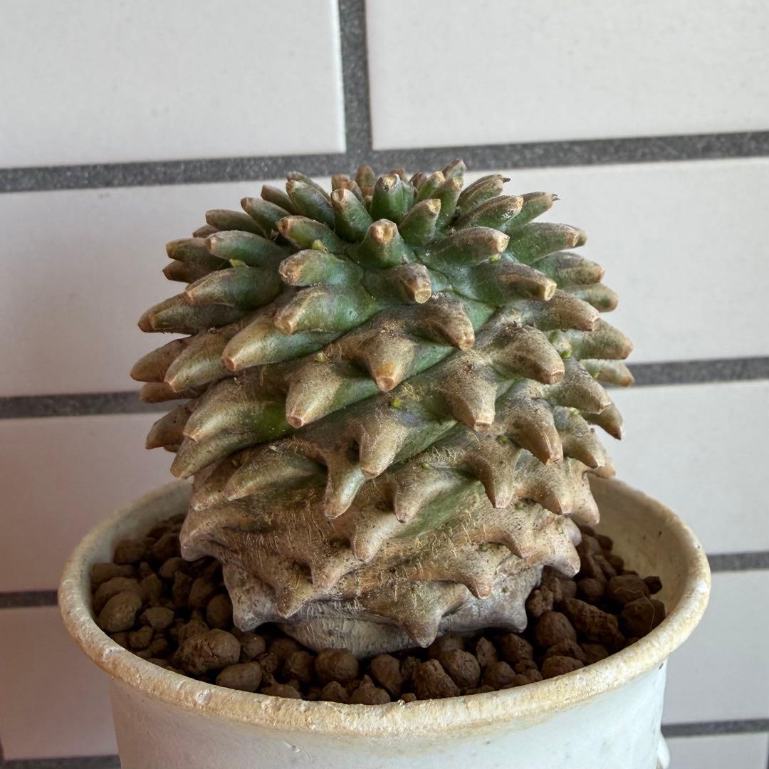 ユーフォルビア ホリダ×鉄甲丸 ホリダ鉄甲 ホリ鉄