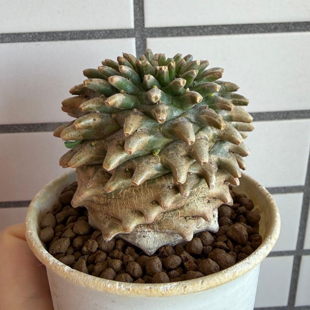 ユーフォルビア ホリダ×鉄甲丸 ホリダ鉄甲 ホリ鉄