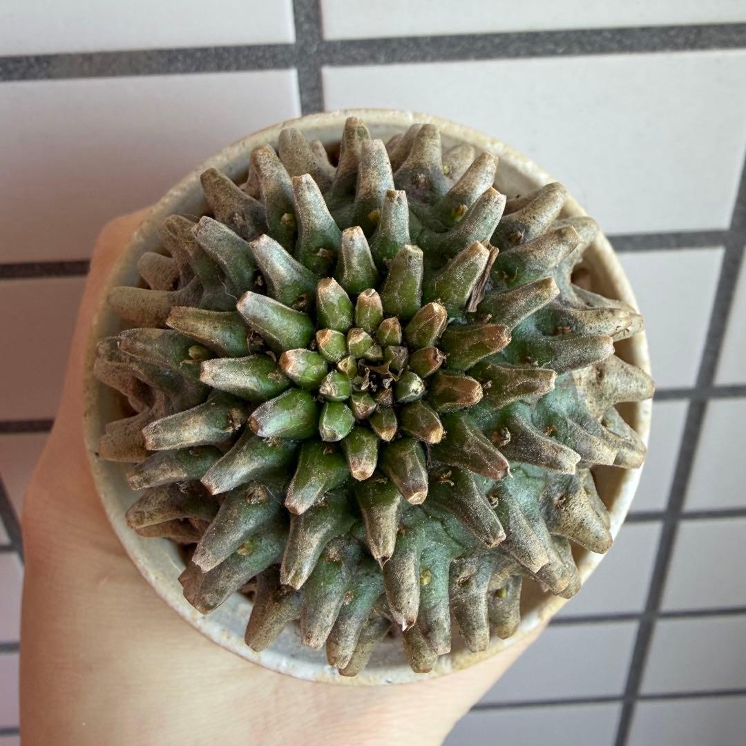 ユーフォルビア ホリダ×鉄甲丸 ホリダ鉄甲 ホリ鉄