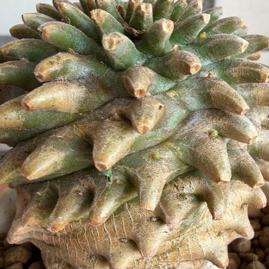 ユーフォルビア ホリダ×鉄甲丸 ホリダ鉄甲 ホリ鉄