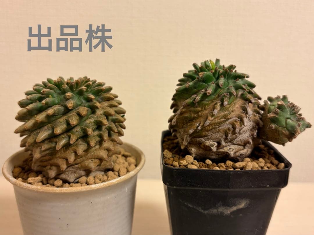 ユーフォルビア ホリダ×鉄甲丸 ホリダ鉄甲 ホリ鉄