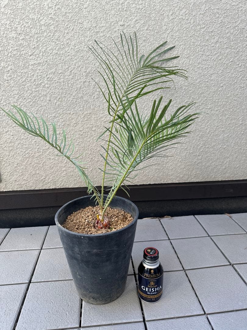 特大　サイカスカイルンシアナ　ドライガーデン　絶滅危惧種　ソテツ　シルバーリーフ