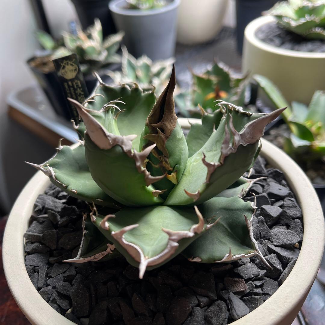 【美株】　コレクション株　アガベ　ホワイトファイヤー　白火焔　鉢ごとメルカリ便