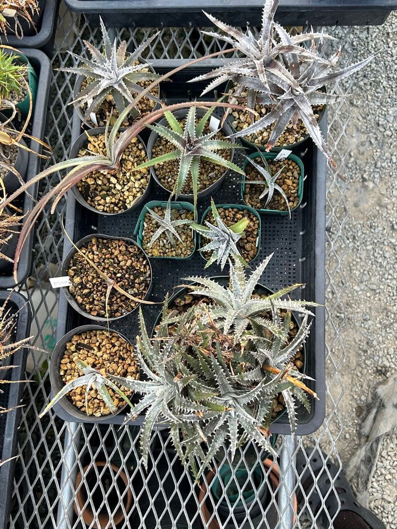 MRB ディッキア Dyckia まとめ売り MRB棚3番 10株