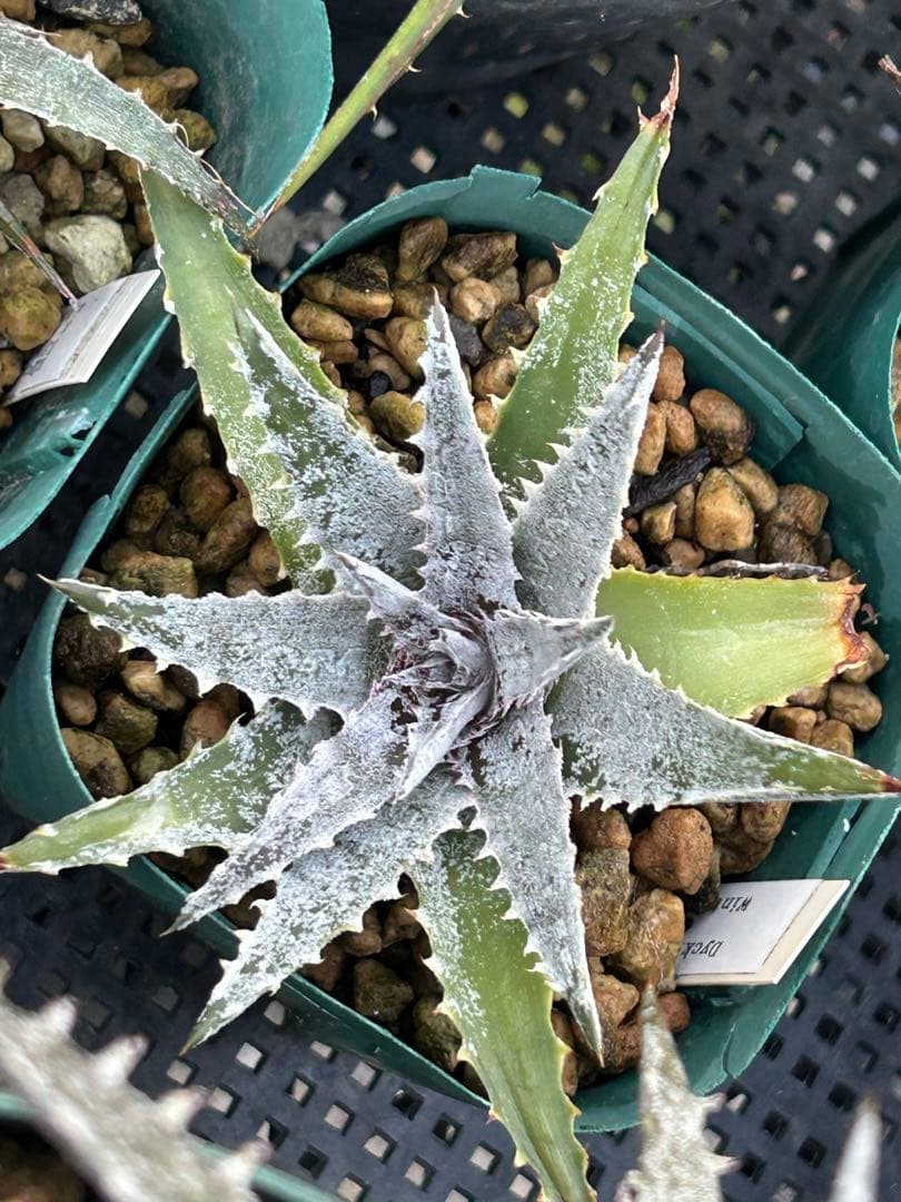 MRB ディッキア Dyckia まとめ売り MRB棚3番 10株