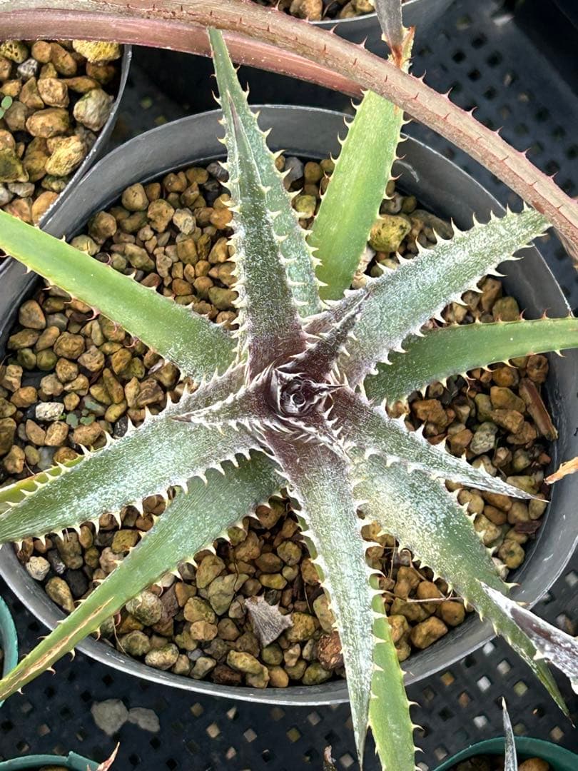 MRB ディッキア Dyckia まとめ売り MRB棚3番 10株