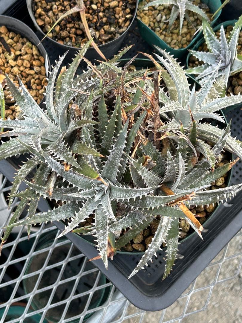 MRB ディッキア Dyckia まとめ売り MRB棚3番 10株