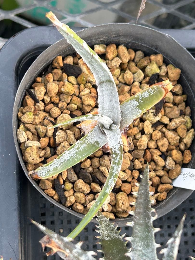 MRB ディッキア Dyckia まとめ売り MRB棚3番 10株