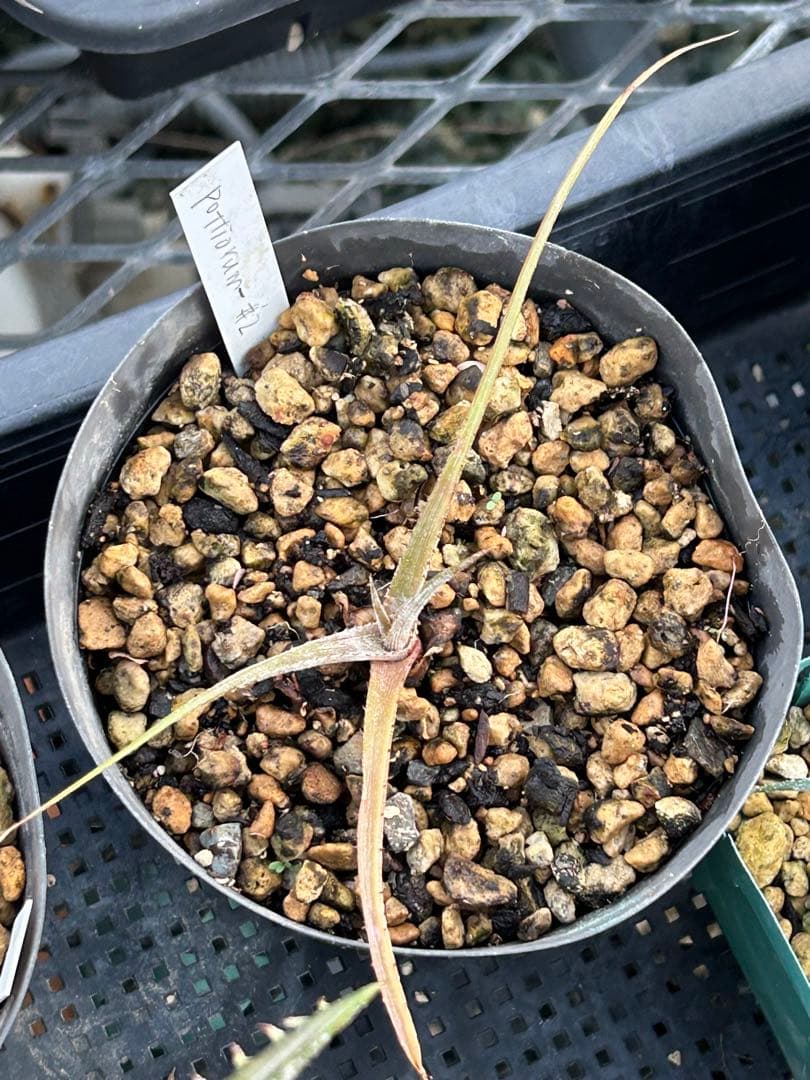 MRB ディッキア Dyckia まとめ売り MRB棚3番 10株